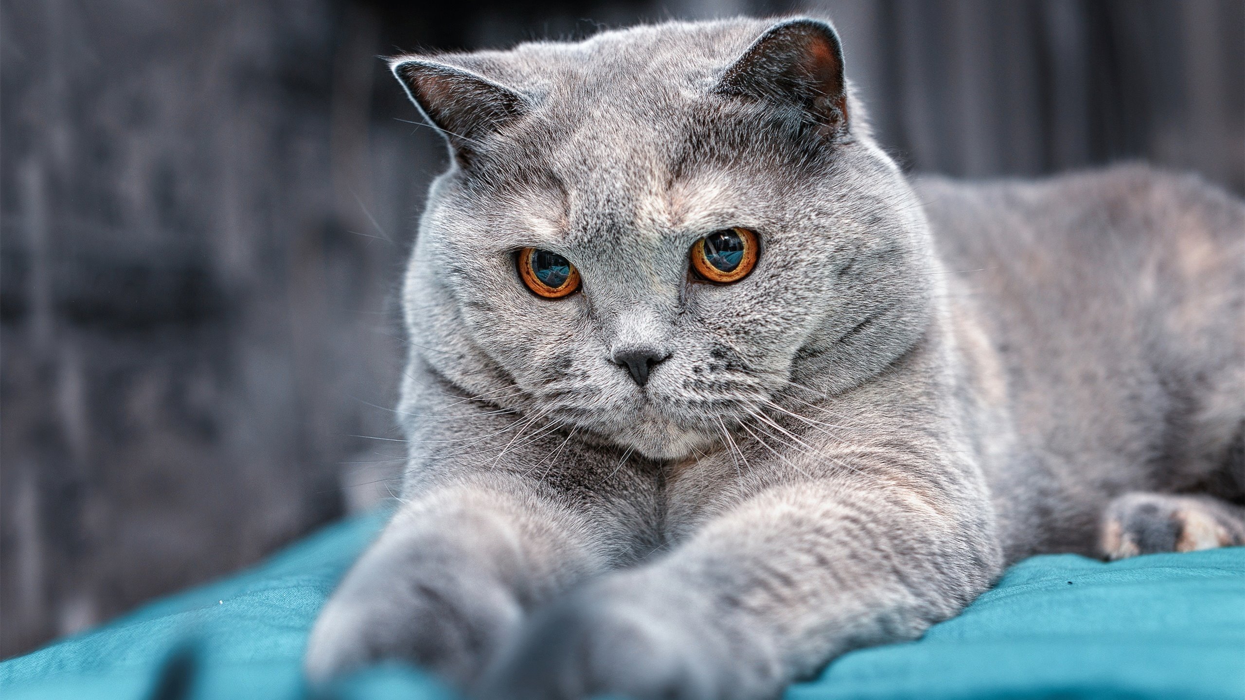 _湖人再创佳绩，连胜纪录继续延续_，湖人获胜